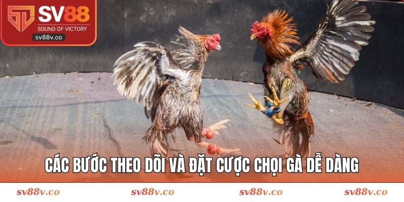 Các bước theo dõi và đặt cược chọi gà Campuchia dễ dàng