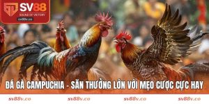 Đá gà Campuchia